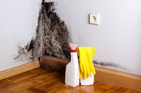 Reliable San Jacinto, CA Mold Removal Solutions